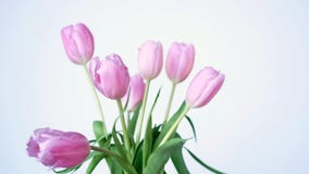 Boquet hermoso de tulipanes rosados, tulipa de Lilieae del Liliaceae, con las hojas verdes Boquet hermoso de tulipanes rosados, tulipa de Lilieae del Liliaceae, con las hojas verdes