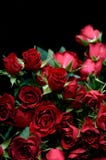 boquet κόκκινος αυξήθηκε στοκ εικόνες boquet κόκκινος αυξήθηκε στοκ εικόνες