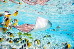 Bora Bora subacuático Bora Bora subacuático