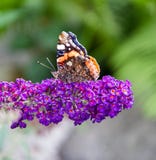 Borboleta fotografia de stock royalty free Borboleta fotografia de stock royalty free