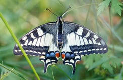 Borboleta amarela comum do swallowtail que senta-se na grama verde fotos de stock Borboleta amarela comum do swallowtail que senta-se na grama verde fotos de stock