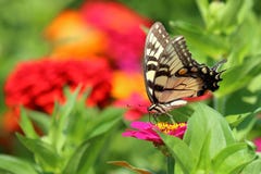 Borboleta amarela de Swallowtail no jardim imagem de stock Borboleta amarela de Swallowtail no jardim imagem de stock
