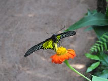 Borboleta bonita em uma flor alaranjada imagem de stock Borboleta bonita em uma flor alaranjada imagem de stock