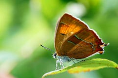Borboleta dos betulae de Thecla do hairstreak de Brown Imagens de Stock Royalty Free Borboleta dos betulae de Thecla do hairstreak de Brown Imagens de Stock Royalty Free