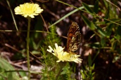 Borboleta em uma flor imagem de stock royalty free Borboleta em uma flor imagem de stock royalty free
