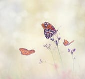 Borboletas do Fritillary do golfo Fotografia de Stock Borboletas do Fritillary do golfo Fotografia de Stock