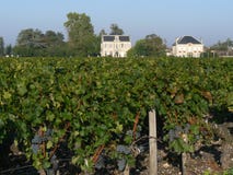 Bordeaux Vineyard Stock Photography Bordeaux Vineyard Stock Photography