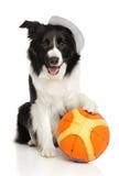 Dog with a basketball ball on a white background stock photography Dog with a basketball ball on a white background stock photography