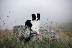 Border collie blanco y negro del perro puesto en roca en niebla con las flores imagenes de archivo Border collie blanco y negro del perro puesto en roca en niebla con las flores imagenes de archivo