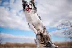 Border collie de salto alegre del perro el cielo azul fotografía de archivo libre de regalías Border collie de salto alegre del perro el cielo azul fotografía de archivo libre de regalías