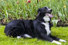 Border collie-Mischung vor Tulpen lizenzfreie stockfotografie Border collie-Mischung vor Tulpen lizenzfreie stockfotografie