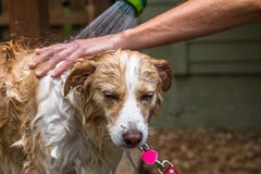Border collie mix being rinsed royalty free stock photo Border collie mix being rinsed royalty free stock photo