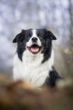 Border collie portrait stock photography Border collie portrait stock photography