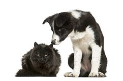 Border Collie puppy and black cat sitting together against white Royalty Free Stock Photos Border Collie puppy and black cat sitting together against white Royalty Free Stock Photos