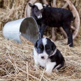 Border Collie puppy with lamb stock photo Border Collie puppy with lamb stock photo