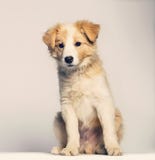 Border Collie puppy sitting against beige background Stock Images Border Collie puppy sitting against beige background Stock Images