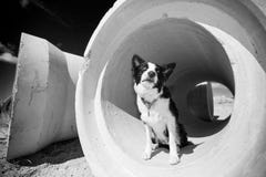 Border collie se reposant dans un tuyau image libre de droits Border collie se reposant dans un tuyau image libre de droits