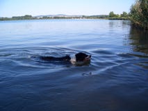 The border collie swims in a lake royalty free stock photos The border collie swims in a lake royalty free stock photos