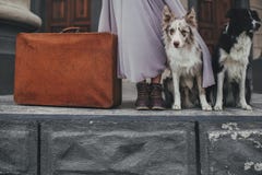 Border collie z walizką obraz stock Border collie z walizką obraz stock