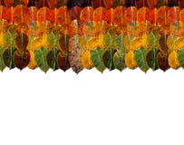Border frame of autumn leaves on top. rainbow gradient from yellow orange brown green lie on each other in rows and columns. royalty free stock image Border frame of autumn leaves on top. rainbow gradient from yellow orange brown green lie on each other in rows and columns. royalty free stock image