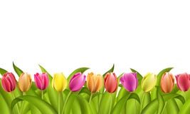 border on white with copy space of fresh red and orange spring tulips with green leaves stock illustration border on white with copy space of fresh red and orange spring tulips with green leaves stock illustration