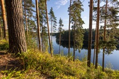 Boreal forest trees and a lake in Punkaharju scenic area in Eastern Finland in Summer