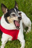 Bored Or Tired Rat Terrier Dog Yawning Stock Photography
