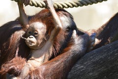 Borneo orangutans, mother and his baby playing stock image Borneo orangutans, mother and his baby playing stock image