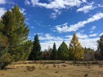 Bos in de Kurai-steppe De gouden herfst in Altai, Rusland stock foto Bos in de Kurai-steppe De gouden herfst in Altai, Rusland stock foto