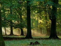 Bos met mist en warme zonneschijn royalty-vrije stock fotografie Bos met mist en warme zonneschijn royalty-vrije stock fotografie