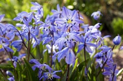 Bos van Scilla-siberica, vroege de lente blauwe bloemen in bloei in tuinbed stock foto Bos van Scilla-siberica, vroege de lente blauwe bloemen in bloei in tuinbed stock foto