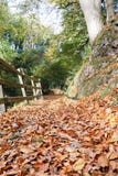 Bosdieweg in gevallen de herfstbladeren wordt behandeld Royalty-vrije Stock Afbeeldingen Bosdieweg in gevallen de herfstbladeren wordt behandeld Royalty-vrije Stock Afbeeldingen