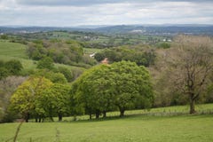 Bosque das árvores nos montes de Galês imagens de stock Bosque das árvores nos montes de Galês imagens de stock
