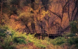 Bosque de oro hermoso al día del otoño fotografía de archivo Bosque de oro hermoso al día del otoño fotografía de archivo