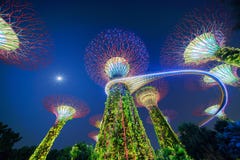 Bosque de Supertree Jardine pela baía na área de Marina Bay na noite imagens de stock royalty free Bosque de Supertree Jardine pela baía na área de Marina Bay na noite imagens de stock royalty free