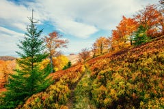 bosque del abedul por tarde soleada mientras que estación del otoño imagenes de archivo bosque del abedul por tarde soleada mientras que estación del otoño imagenes de archivo