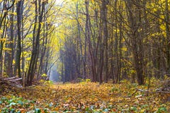 Bosque del otoño con un camino en el medio del trees_ imagenes de archivo Bosque del otoño con un camino en el medio del trees_ imagenes de archivo