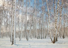 Bosque do vidoeiro no inverno sob a neve em um dia claro Foto de Stock Bosque do vidoeiro no inverno sob a neve em um dia claro Foto de Stock