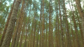 Bosque enorme contra el cielo Bosque enorme contra el cielo
