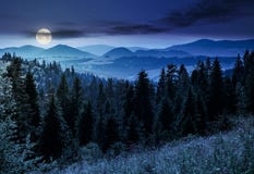 Bosque Spruce en montañas en la noche Imágenes de archivo libres de regalías Bosque Spruce en montañas en la noche Imágenes de archivo libres de regalías