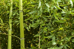Bosquet en bambou photo libre de droits Bosquet en bambou photo libre de droits