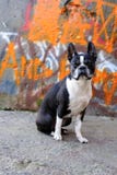 Boston Terrier And Graffiti 2 Royalty Free Stock Photos