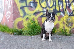 Boston Terrier And Graffiti Royalty Free Stock Photos