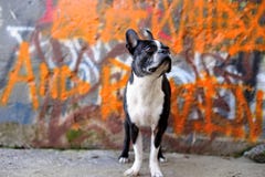 Boston Terrier And Orange Graffiti 2 Royalty Free Stock Images
