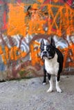 Boston Terrier And Orange Graffiti 3 Royalty Free Stock Photography