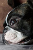 Boston terrier resting, face portrait and sad eyes stock photo Boston terrier resting, face portrait and sad eyes stock photo