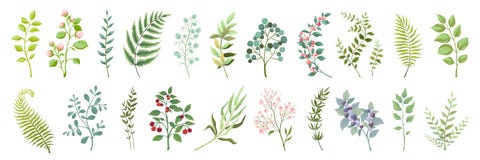 Botanic elements. Trendy wild flowers and branches, plants and leaves green collection. Vector vintage greenery floral. Botanic elements. Trendy wild flowers and
