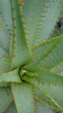aloe vera stock photos aloe vera stock photos