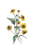 Botaniczna akwareli ilustracja żółci wildflowers ilustracji Botaniczna akwareli ilustracja żółci wildflowers ilustracji