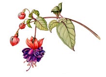 Botanicznej akwareli graficzna ilustracja fuksja kwiat z pączkami royalty ilustracja Botanicznej akwareli graficzna ilustracja fuksja kwiat z pączkami royalty ilustracja